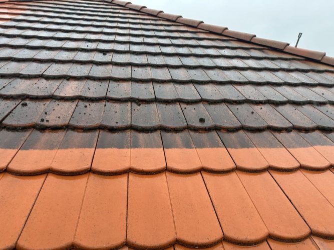 IMG_9520 (2) (1) (1)